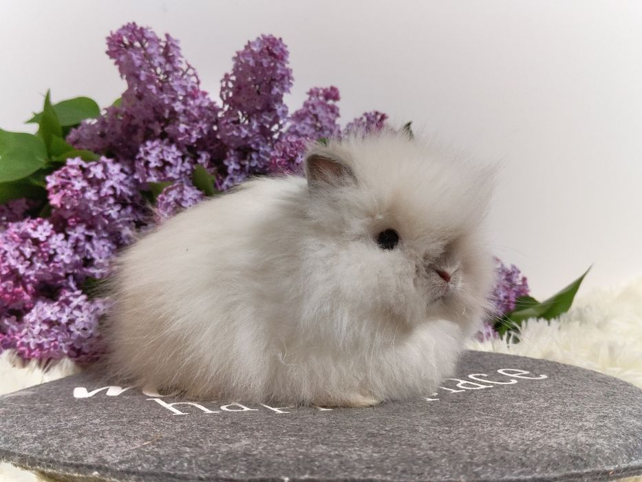Króliczki Mini Lop, Karzełki Teddy, Karzełki, Miniaturka.