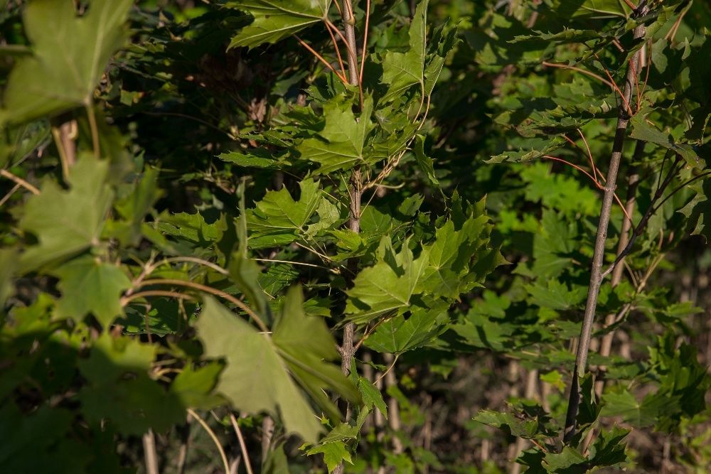 Dąb Czerwony (Quercus Rubra) 90-120 cm, donica 1l