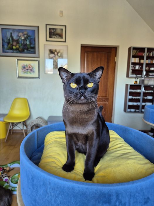 sobolowy kocurek burmski (burmański)