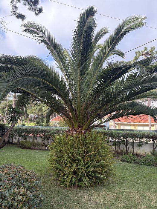 Palmeira Grande Linda