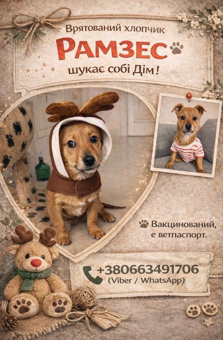 Цуценя вакциноване, є ветпаспорт.