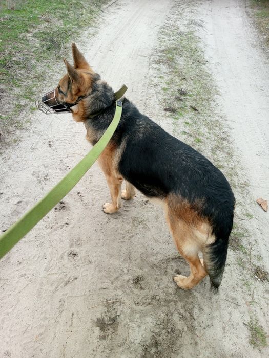 Срочно продаётся чистокровная немецкая овчарка