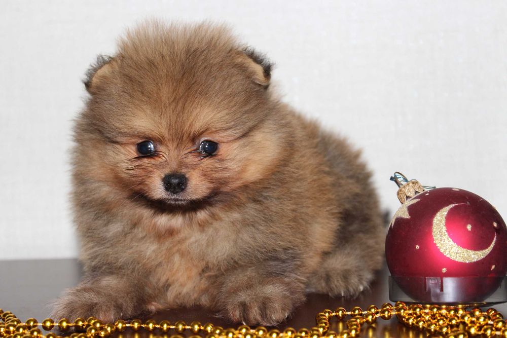 Продам діток Шпіца