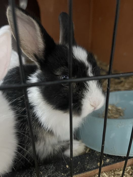 Vendo coelhos mini toy holandês