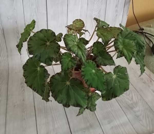 Бегония королевская