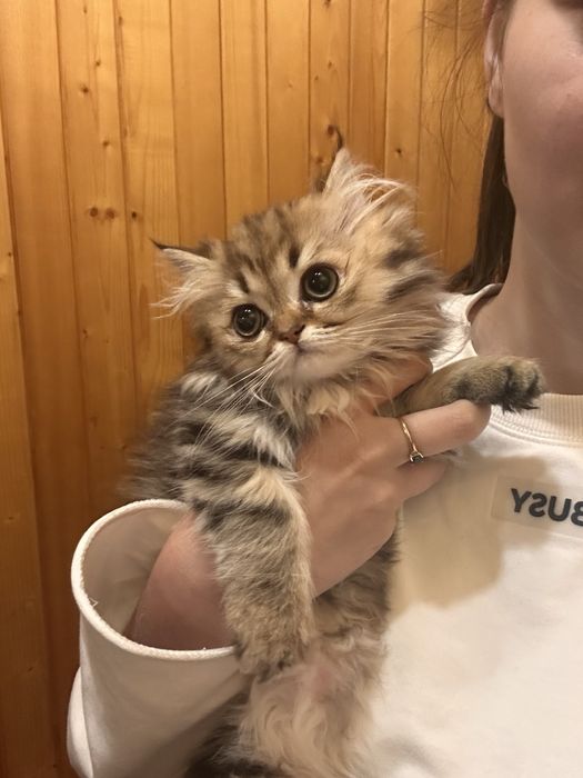 Кішечка Золота шиншила
