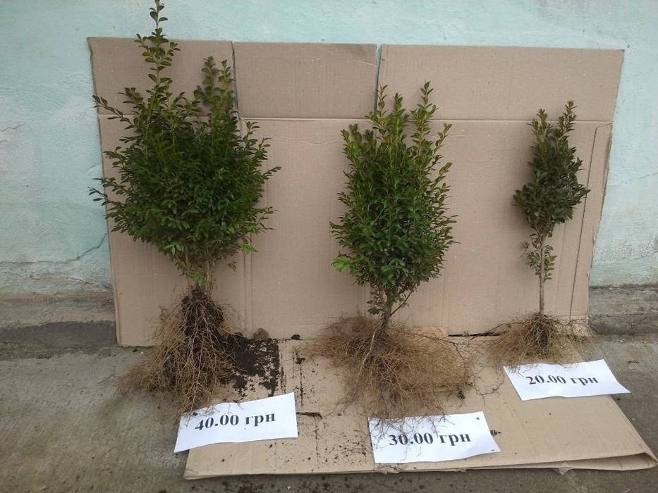 Продам самшит, можжевельник, тую