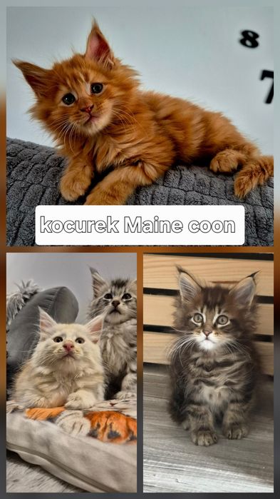 Rezerwacja na Kocurka Maine coon