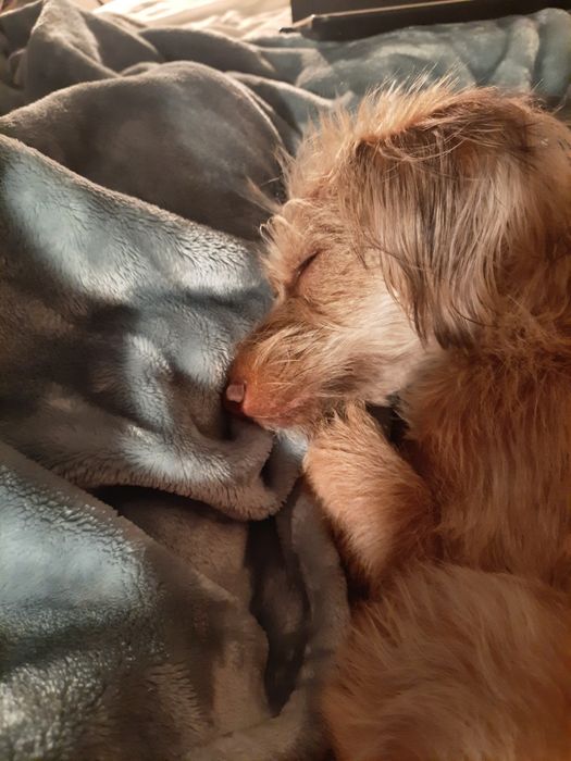 Sunia szuka odpowiedzialnego domu