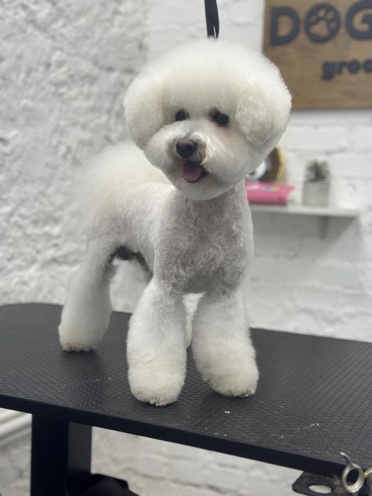 Вязка мальчик Бишон Фризе