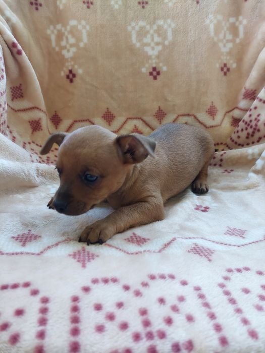 Cachorrinho pincher castanho
