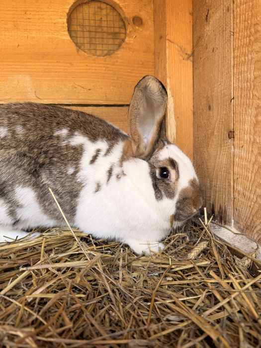 Samiczki krolika srokacz mix Królice