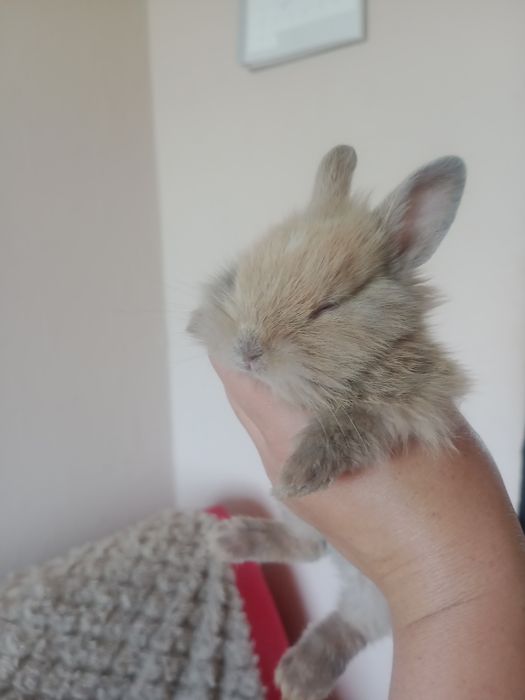 Króliczki Mini ,Karzełek Teddy