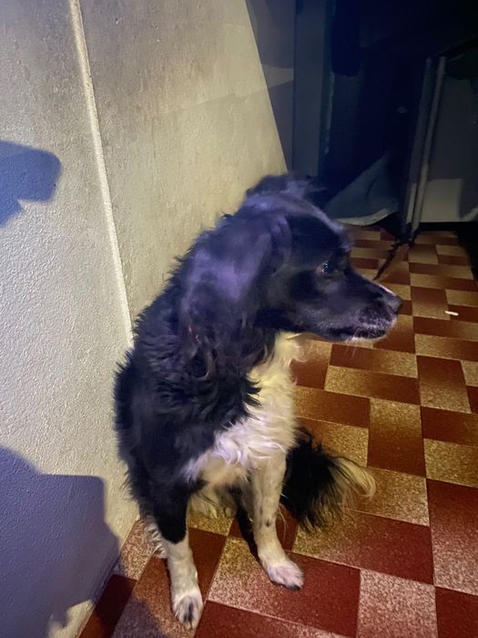 Cão para doação Gondomar