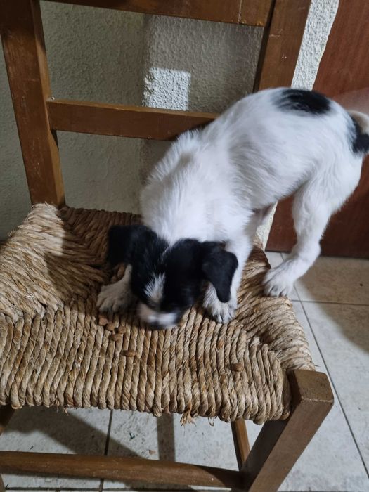 Doação de cachorros