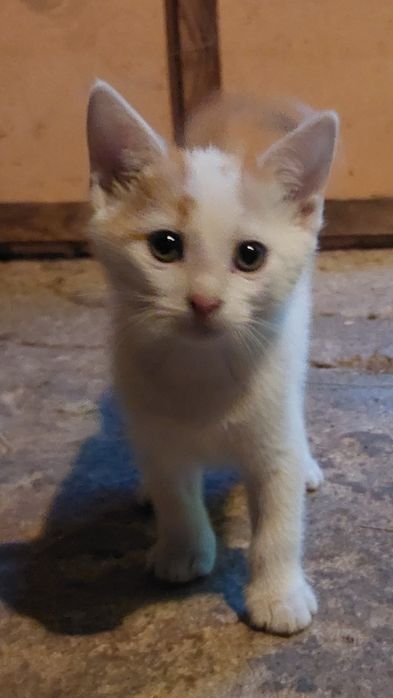 Kotek/kocurek oddam w dobre ręce
