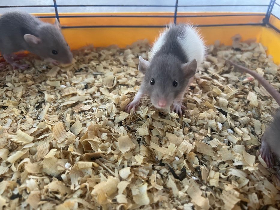 Крыска Дамбо (пепельно-белая)