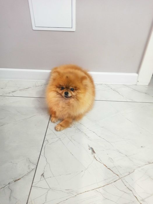 Pomeranian***szpic miniaturowy GOTOWY