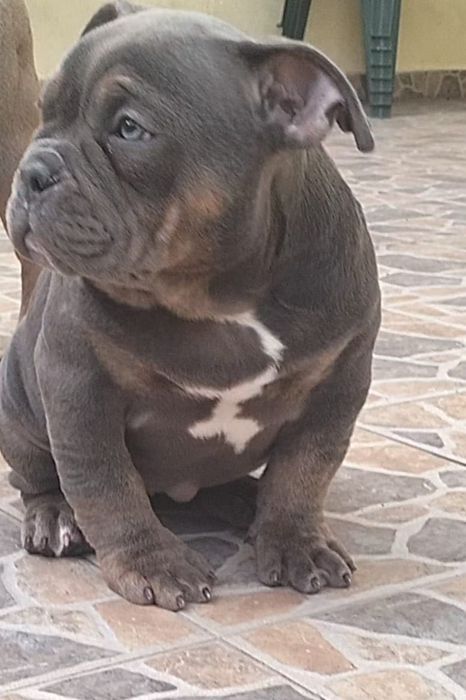 American bully pocket