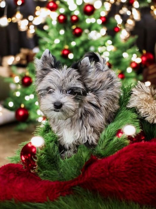 Unikat** Najpiękniejszy chłopczyk black merle Yorkshire Terrier