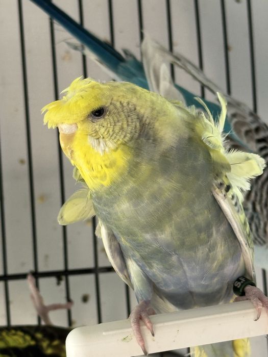 Periquito Hagoromo