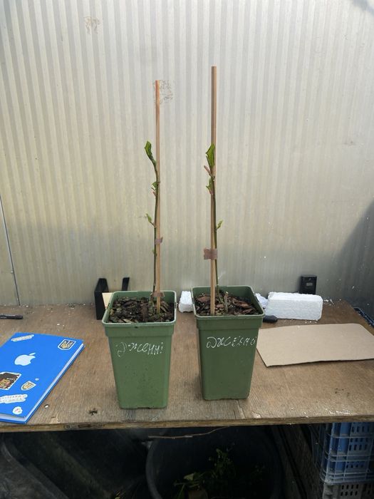 Магноліі щеплені в контейнері, цвітуть у 2 ращи швидше