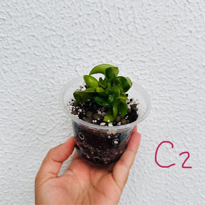 Hoya carnosa compacta