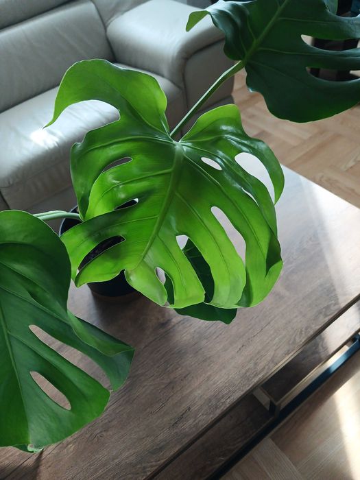 Monstera w doniczce 3 sztuki Młode Piękne