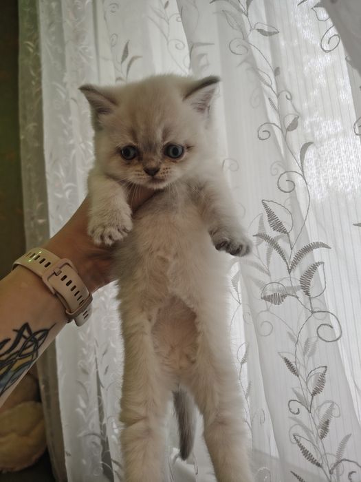 Шотландские котята