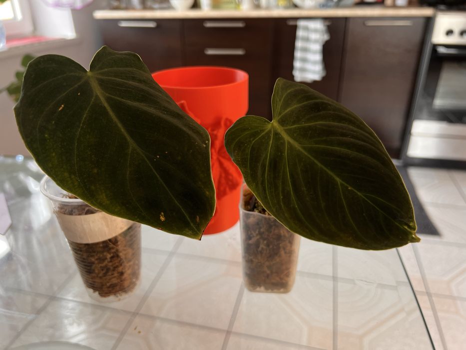 Philodendron splendid