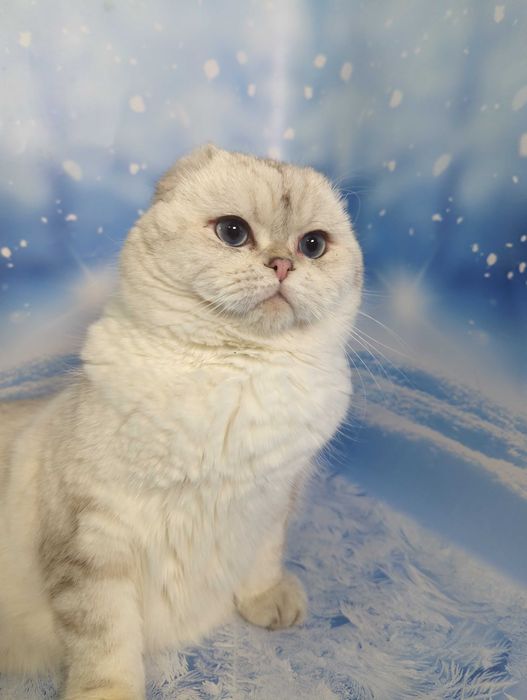 Шотландський котик Гламур