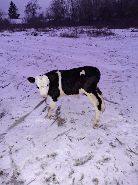 Продам бичка 06.12.25