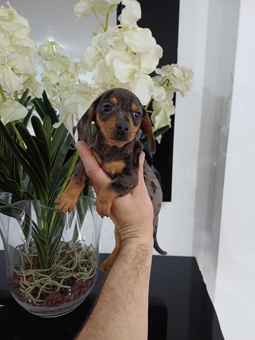 Teckel Kaninchen FEMEA ARLEQUIM PRETA AFOGUEADO TOP