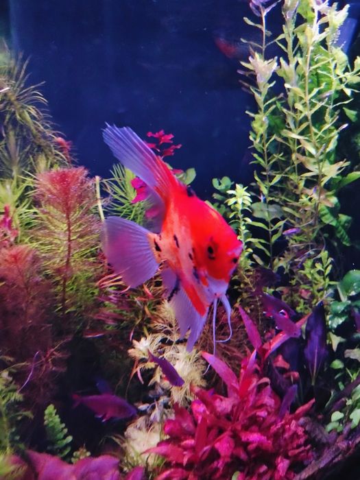 Skalary Koi/Red Devil
