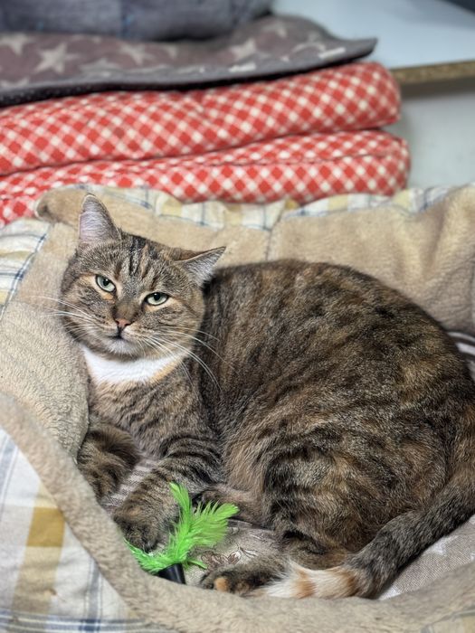 Красивая кошка в дар хорошим людям