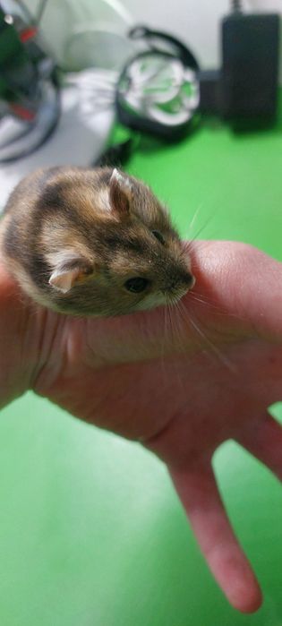 Хом'як дужунгарскій