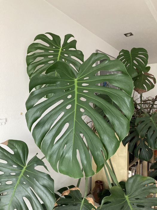 Bardzo duża Monstera