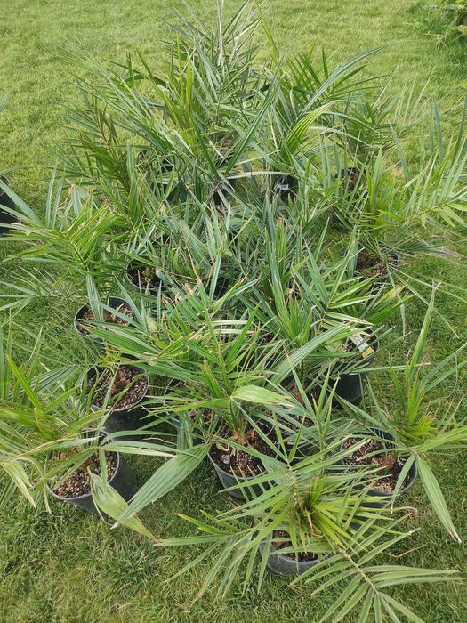 Daktylowiec kanaryjski Phoenix canariensis