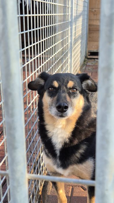 DAFI potrzebuje POMOCY !