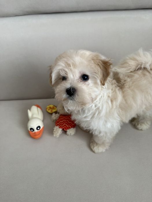 Щенок породы Мальтипу мини