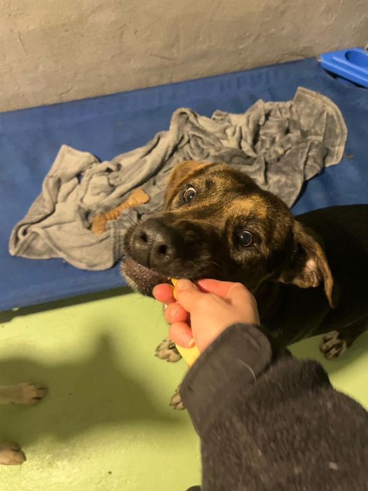 BROWNIE - cachorro para adoção responsável