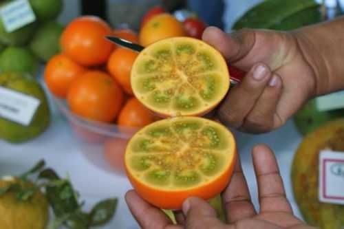Naranjilla (lulo) Solanum quitoense - Sementes
