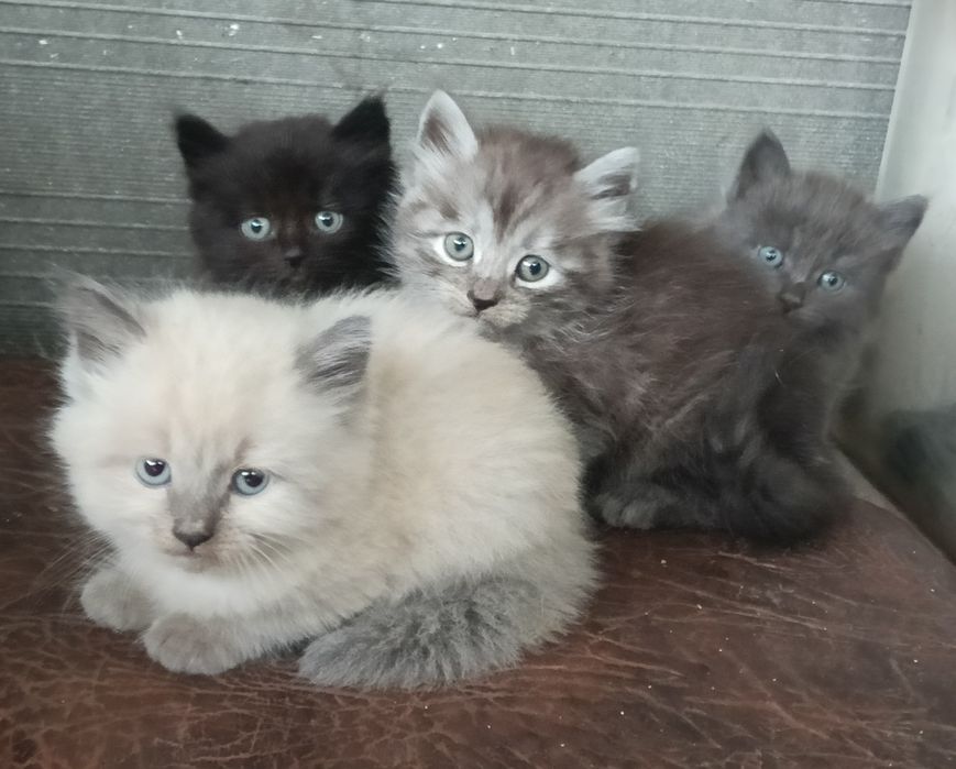 Котята в добрые руки
