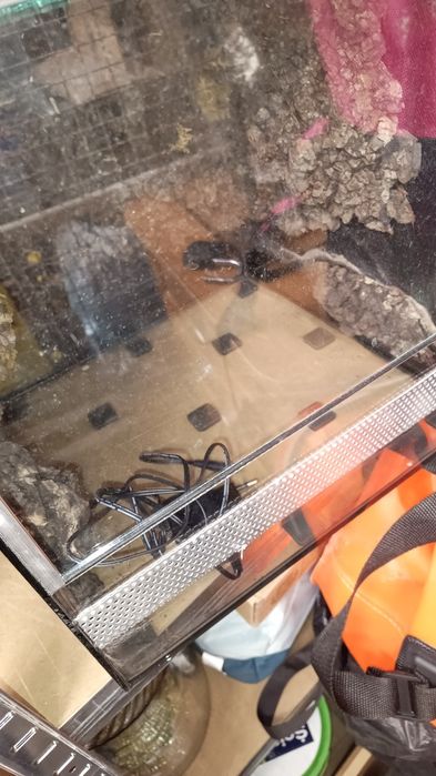 Sprzedam terrarium