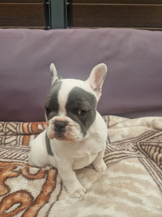 Buldog Francuski Suczka