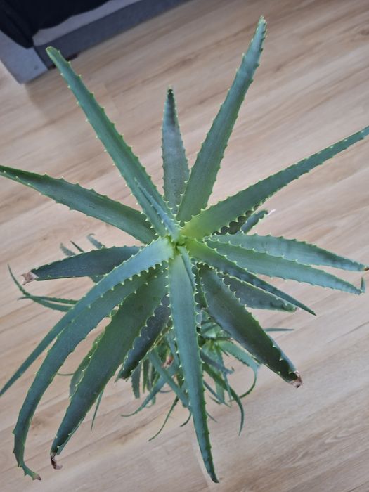Aloes kaktus 2 letni