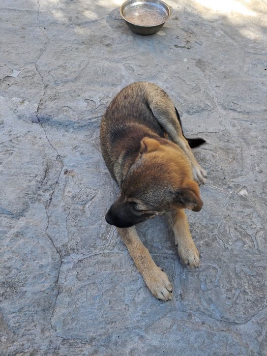Віддам в добрі руки собачку