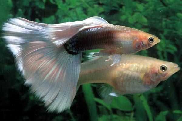 Продам рибок гуппі