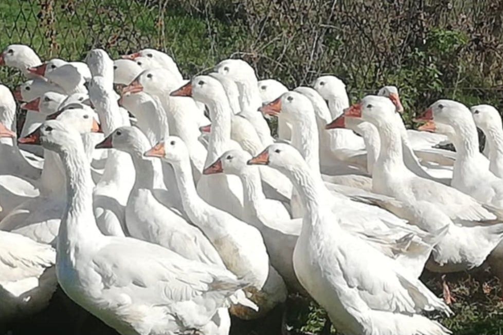 Gęś,gęsi tuszka, ekologiczne naturalnie karmione