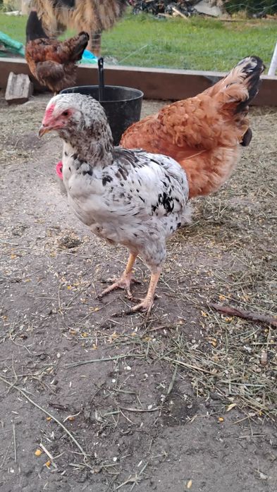 Koguty araucana bezogoniasta